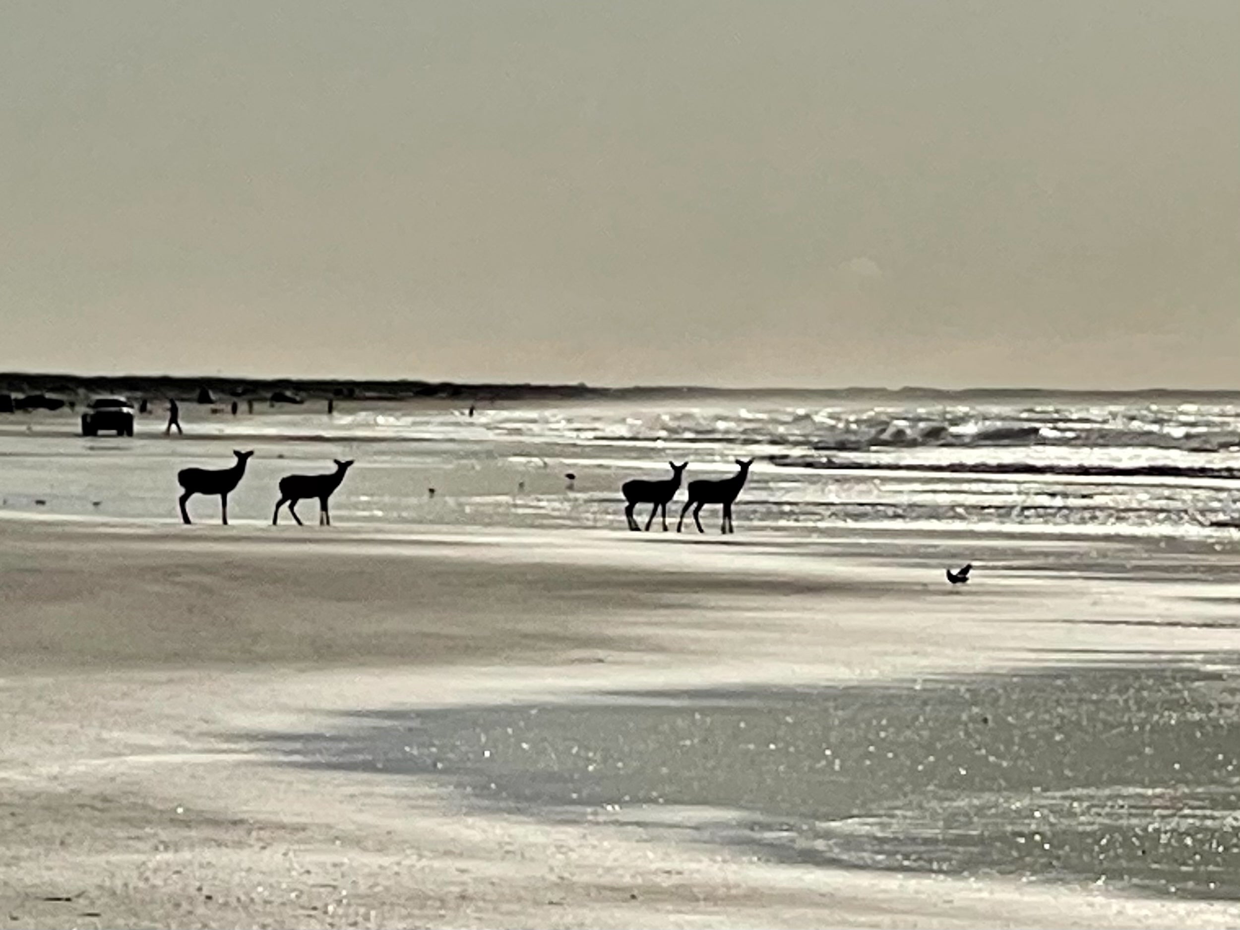 Deer on the beach at the Cape Hatteras National Seashore
