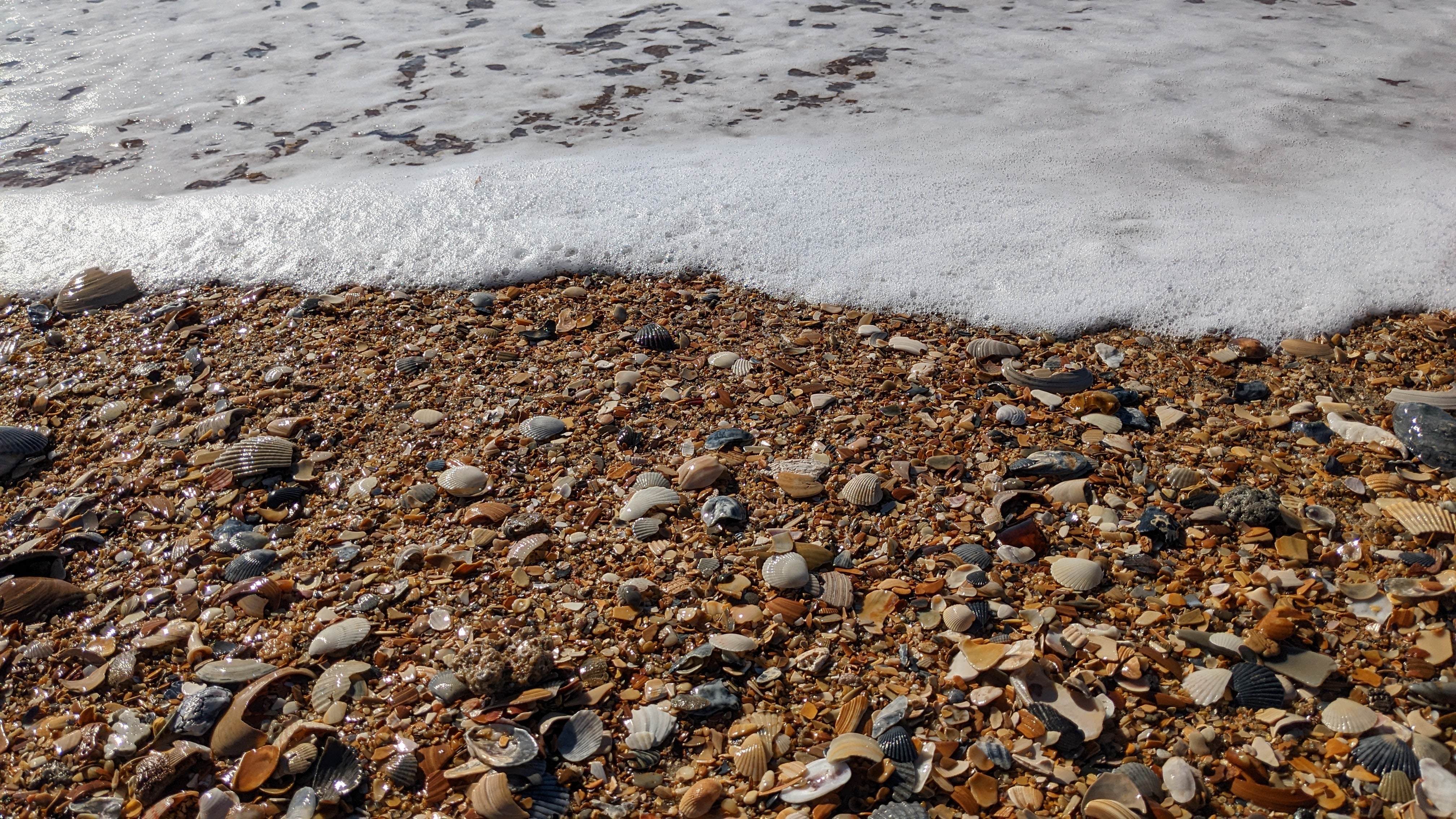 Seashells on the Cape Hatteras National Seashore