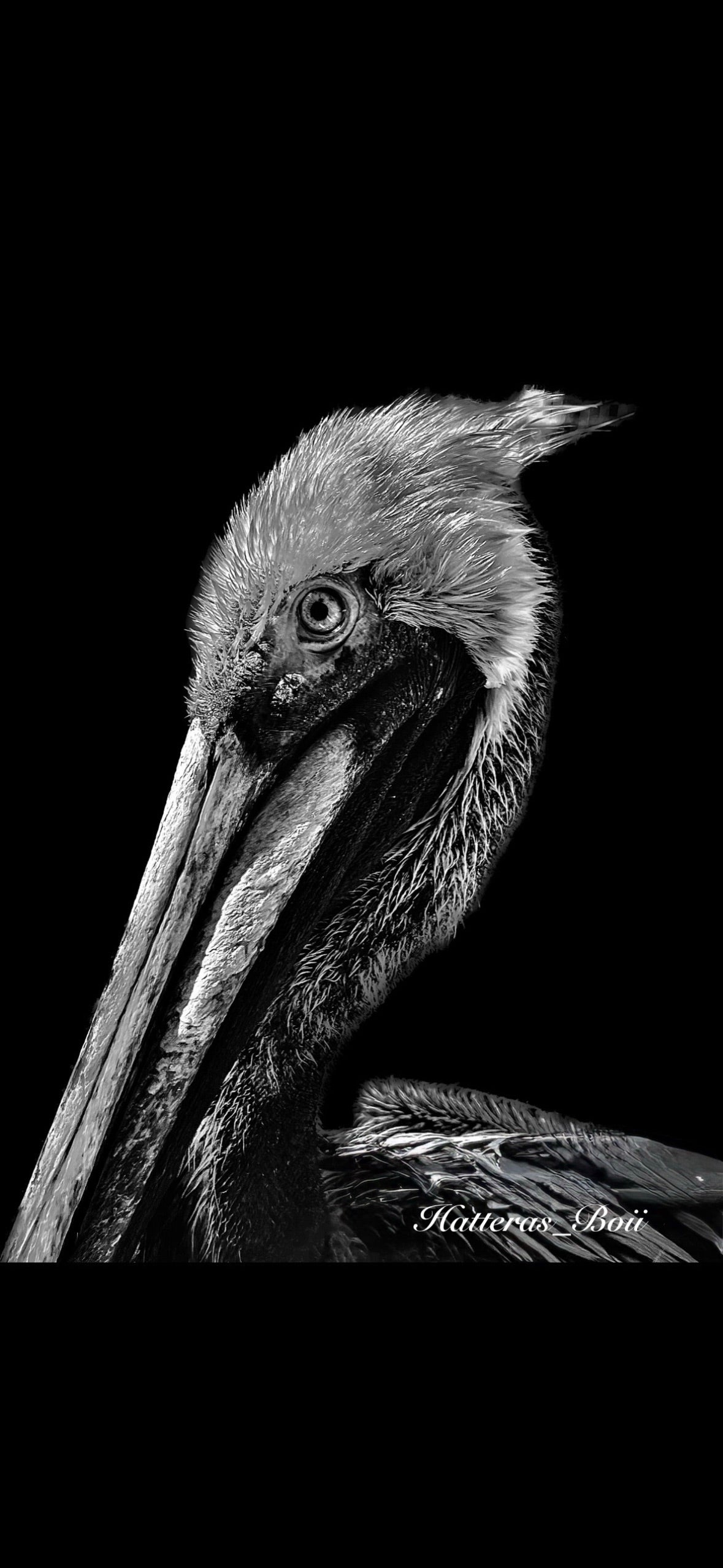 Black and white pelican