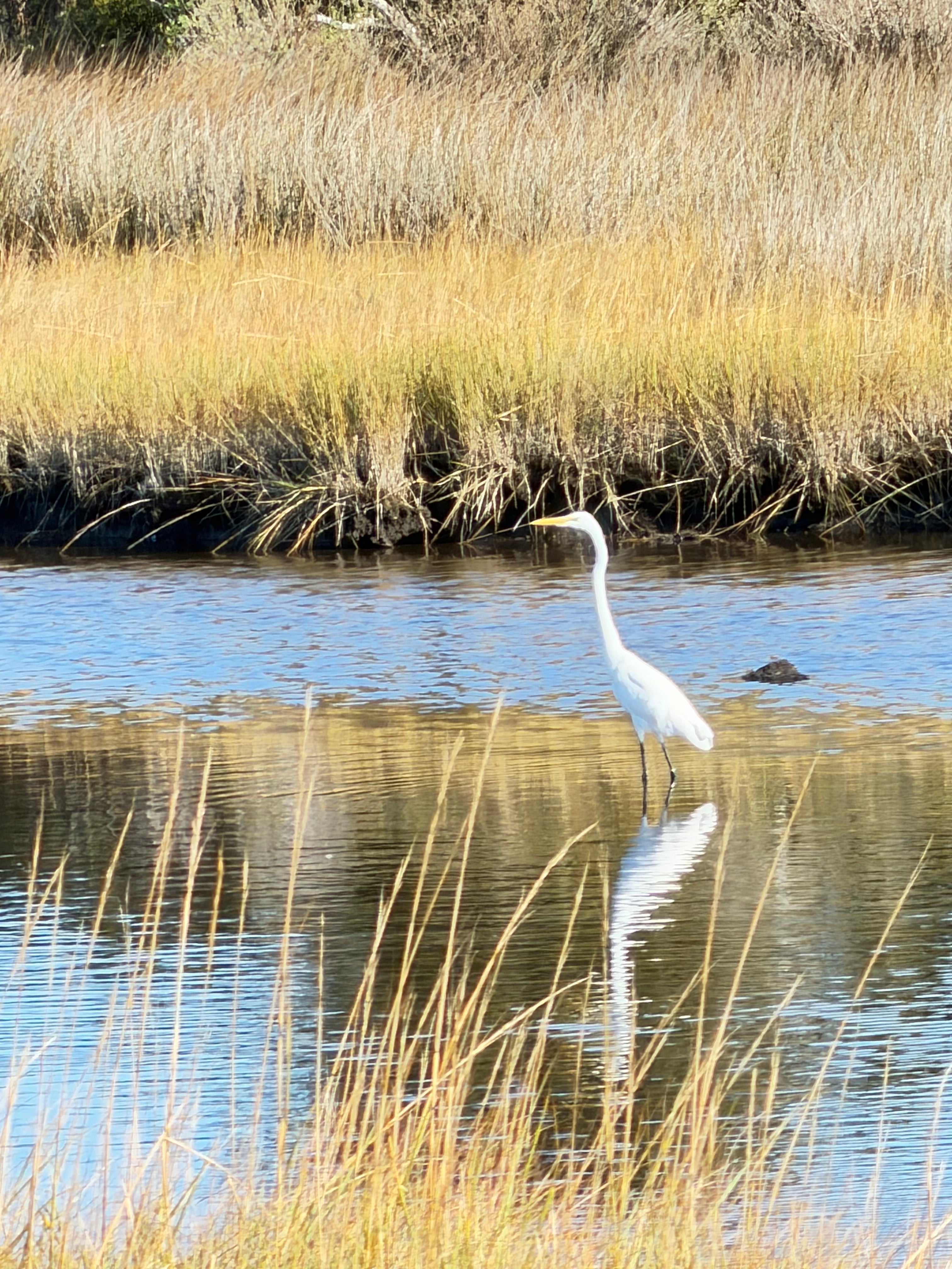 numerous egrets and heron feeding and roosting at Hatteras Village Nature Trail