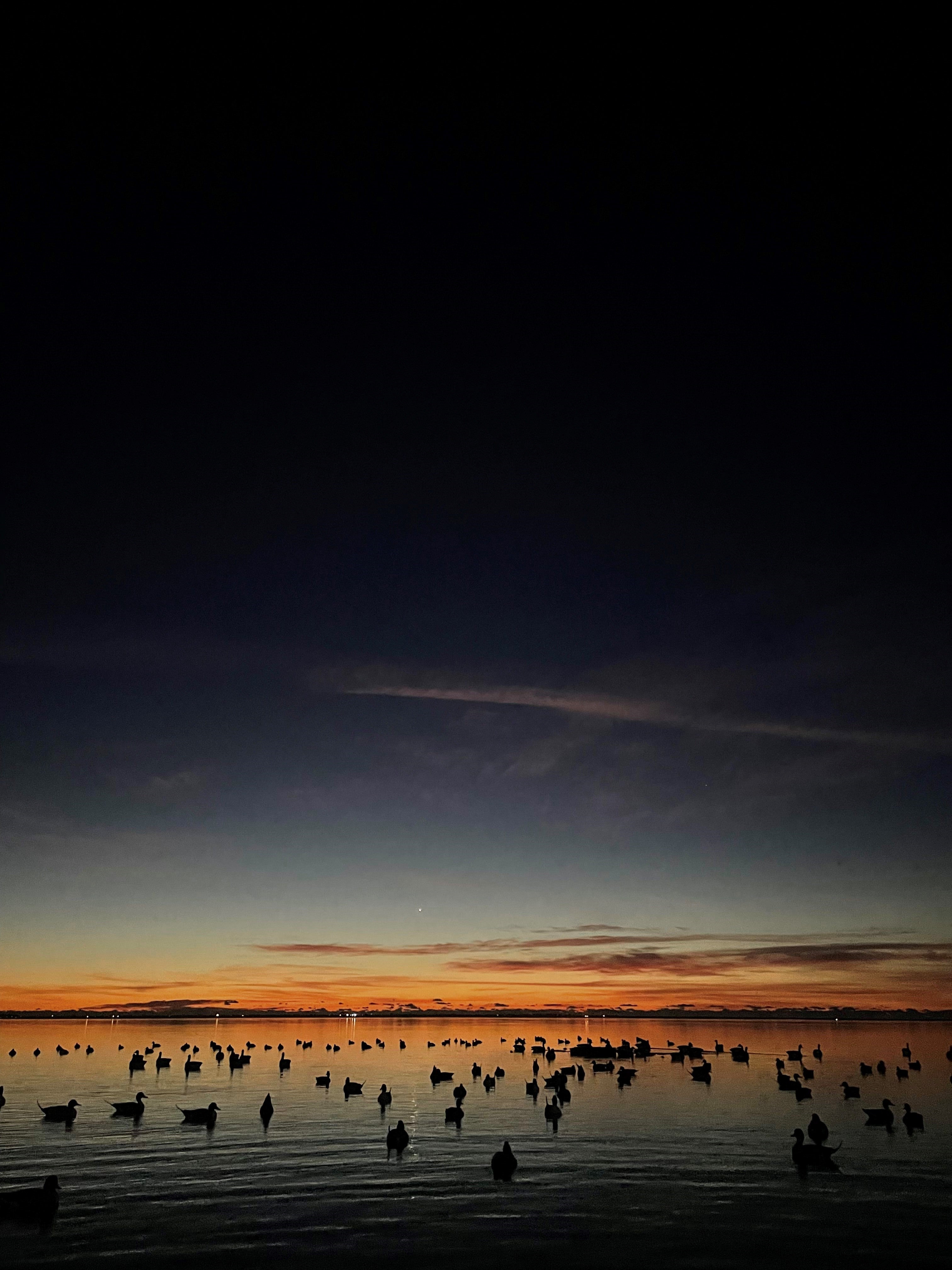 duck decoys in the Pamlico Sound at Cape Hatteras National Seashore